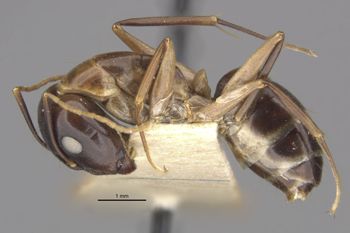 Media type: image;   Entomology 21488 Aspect: habitus lateral view